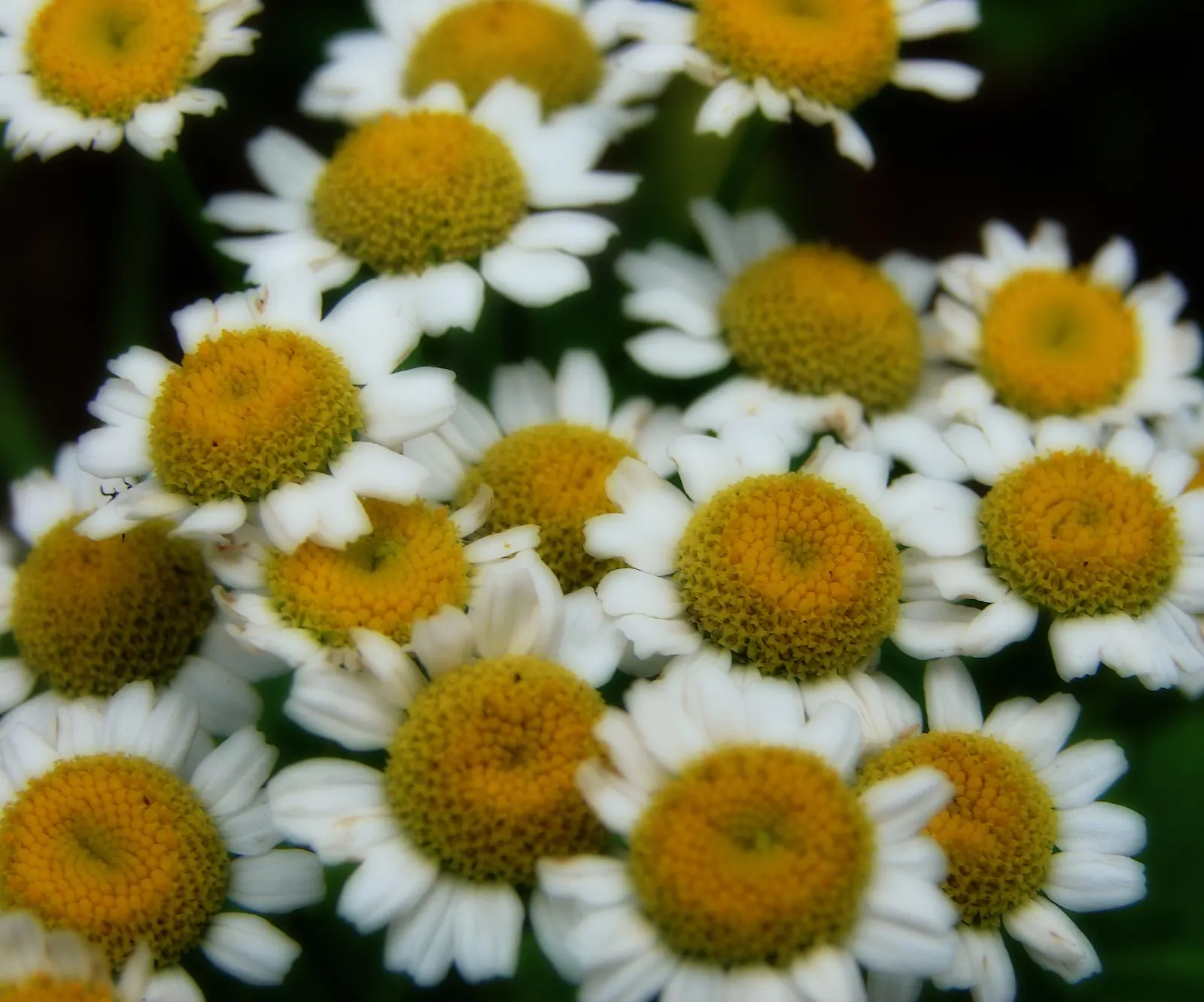 Feverfew (Tanacetum Parthenium) — Feverfew, Tanacetum parthenium, is a perennial herb with daisy-like blooms, spanning up to 1 inch across; its lacy foliage