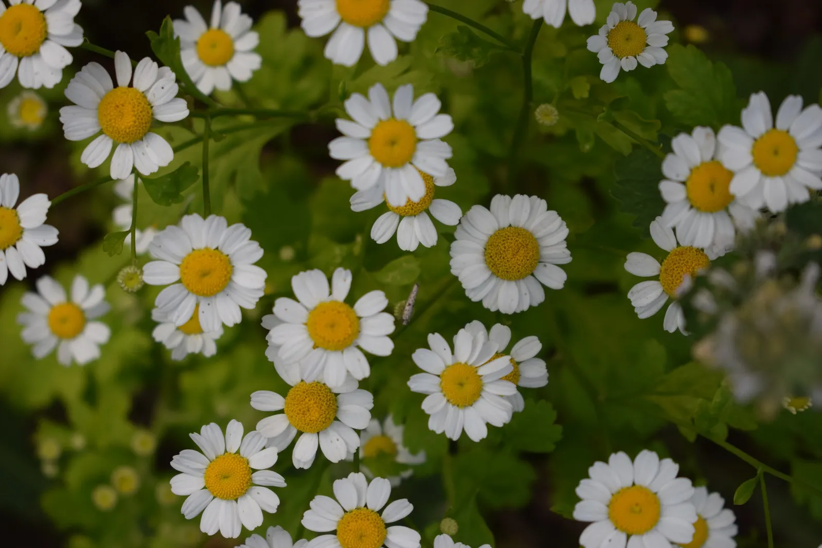 Feverfew (Tanacetum Parthenium) — Tanacetum parthenium is drought-tolerant and thrives in well-drained soil; known for its medicinal properties, it, image 60