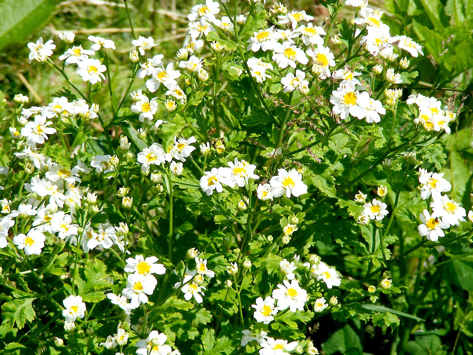 Feverfew (Tanacetum Parthenium) — creating a feathery appearance; feverfew offers enduring charm, image 59