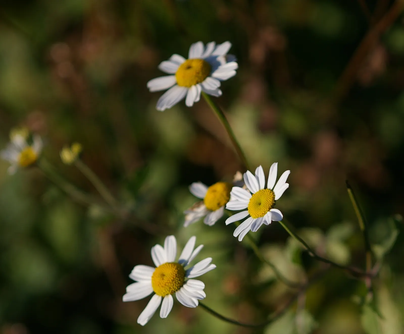 Feverfew (Tanacetum Parthenium) — The plant boasts daisy-like flowers with white petals surrounding a yellow disk