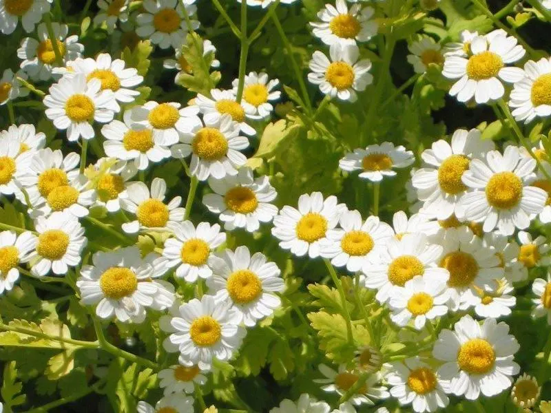 Feverfew (Tanacetum Parthenium) — but it also holds traditional use in herbal medicine; the plant boasts daisy-like flowers with white petals surrounding a