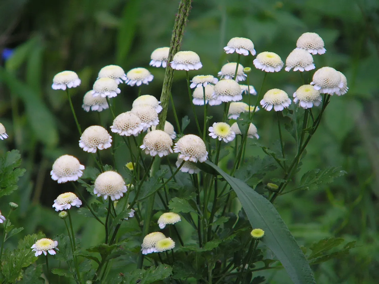Feverfew (Tanacetum Parthenium) — herb / perennial with white blooms; creating a feathery appearance, image 68