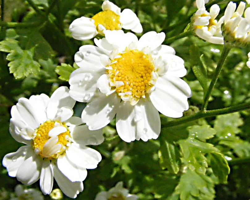 Feverfew (Tanacetum Parthenium) — is a herbaceous perennial plant that adds both aesthetic and medicinal value to garden landscapes; herb /, image 53