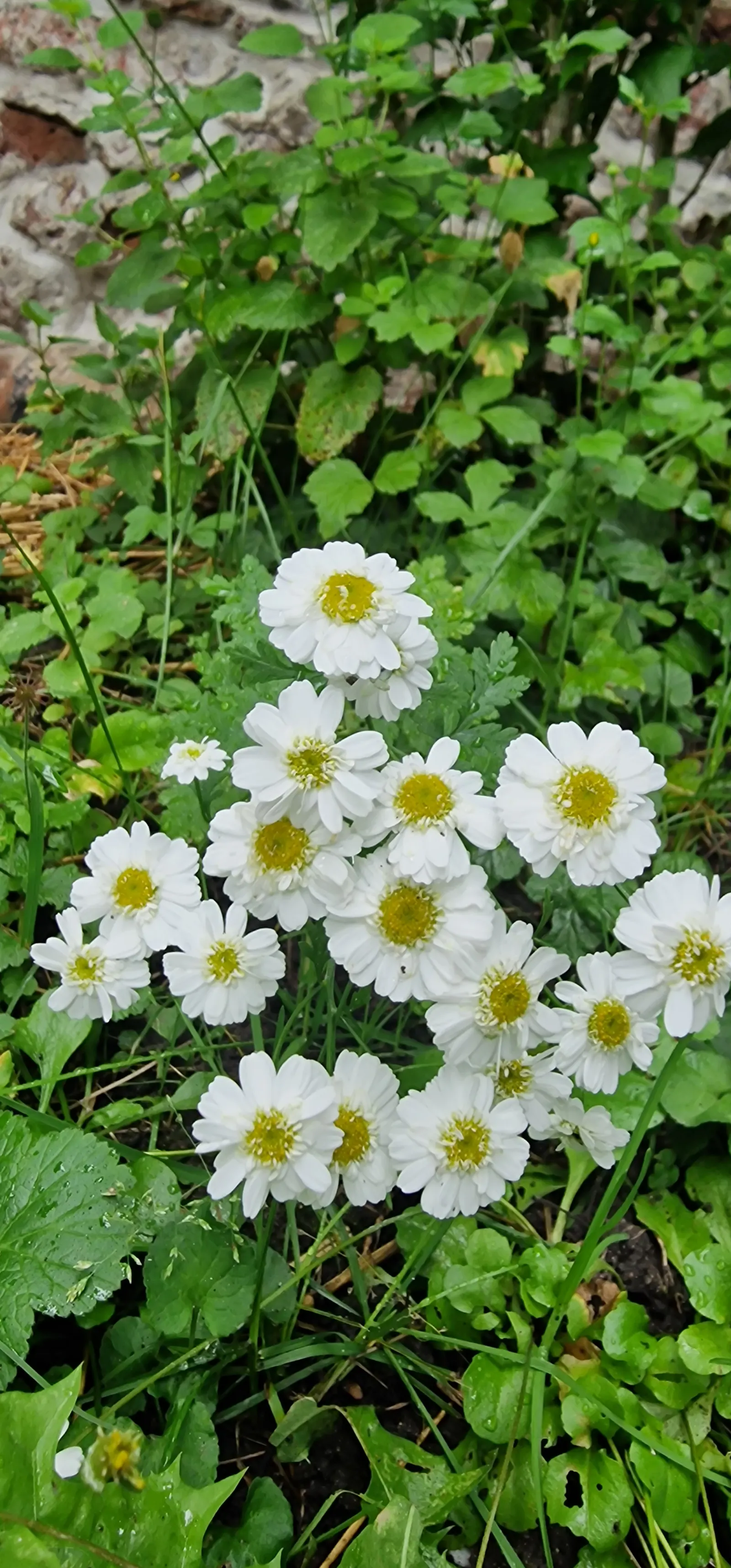 Feverfew (Tanacetum Parthenium) — scientifically known as Tanacetum parthenium; often used to mitigate headaches