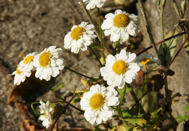 Feverfew (Tanacetum Parthenium) — often used to mitigate headaches; when integrating into garden design, it should be noted that it can self-seed prolifically