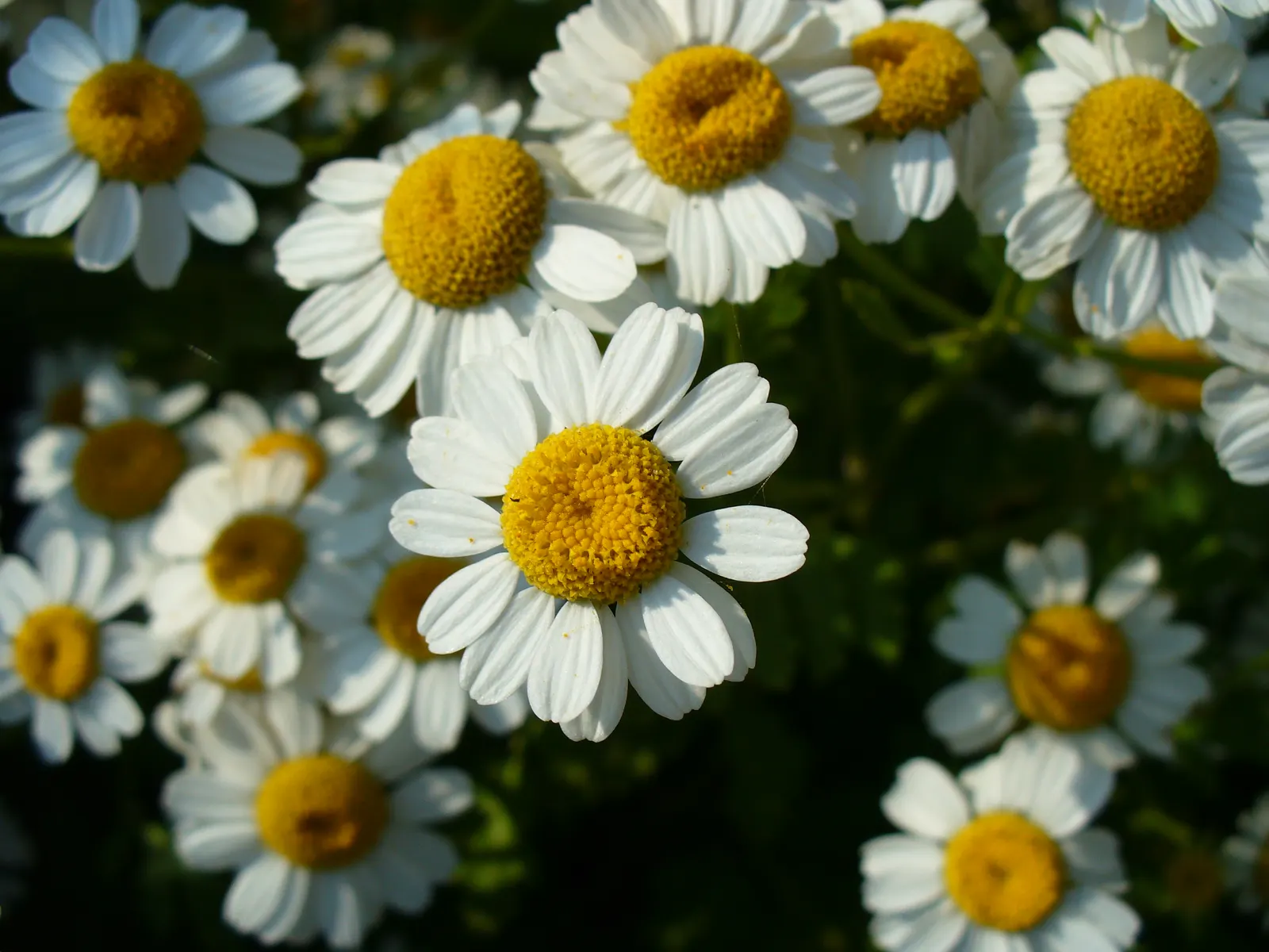 Feverfew (Tanacetum Parthenium) — herb / perennial for full