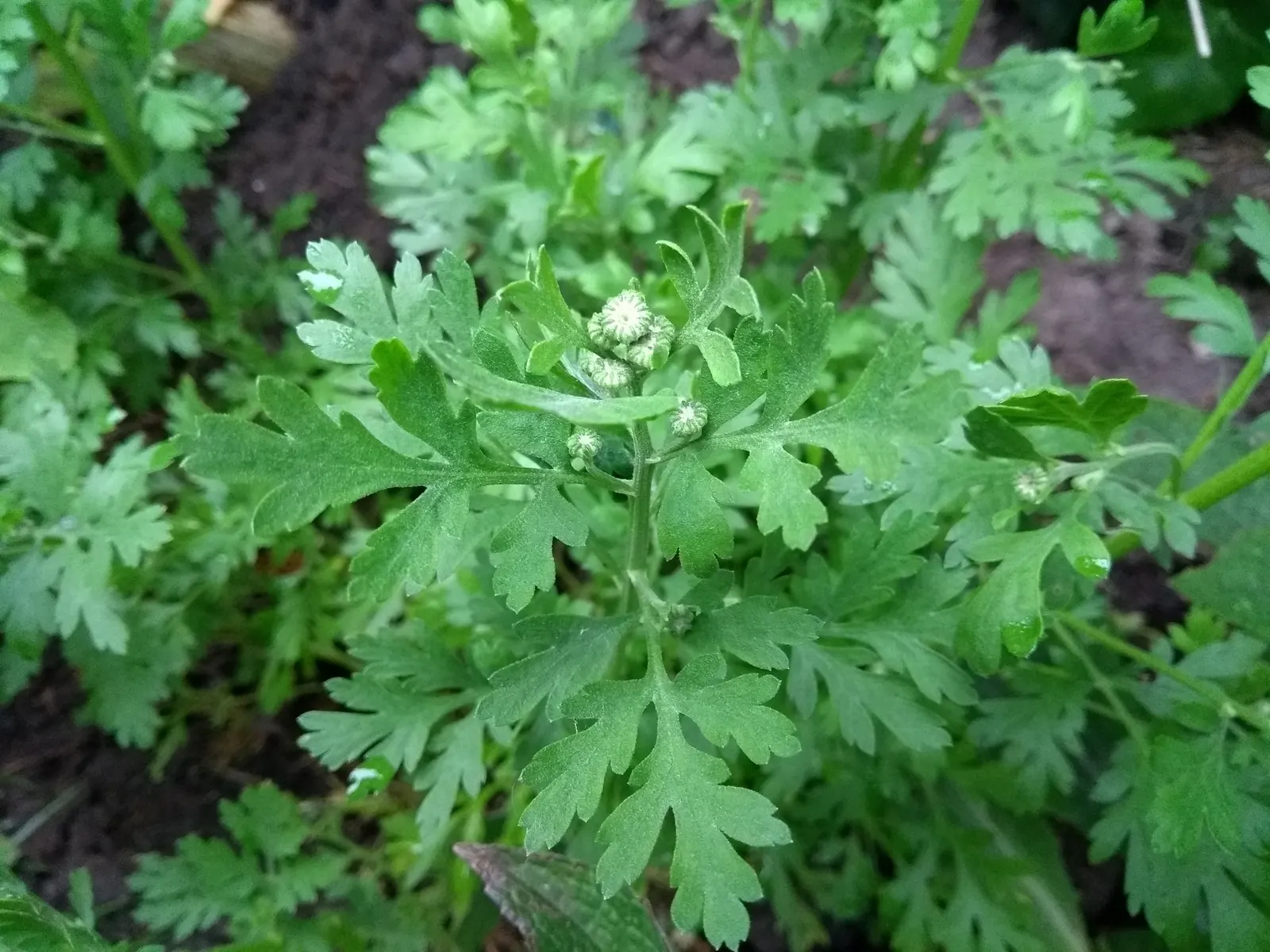 Feverfew (Tanacetum Parthenium) — which typically bloom from early summer until fall