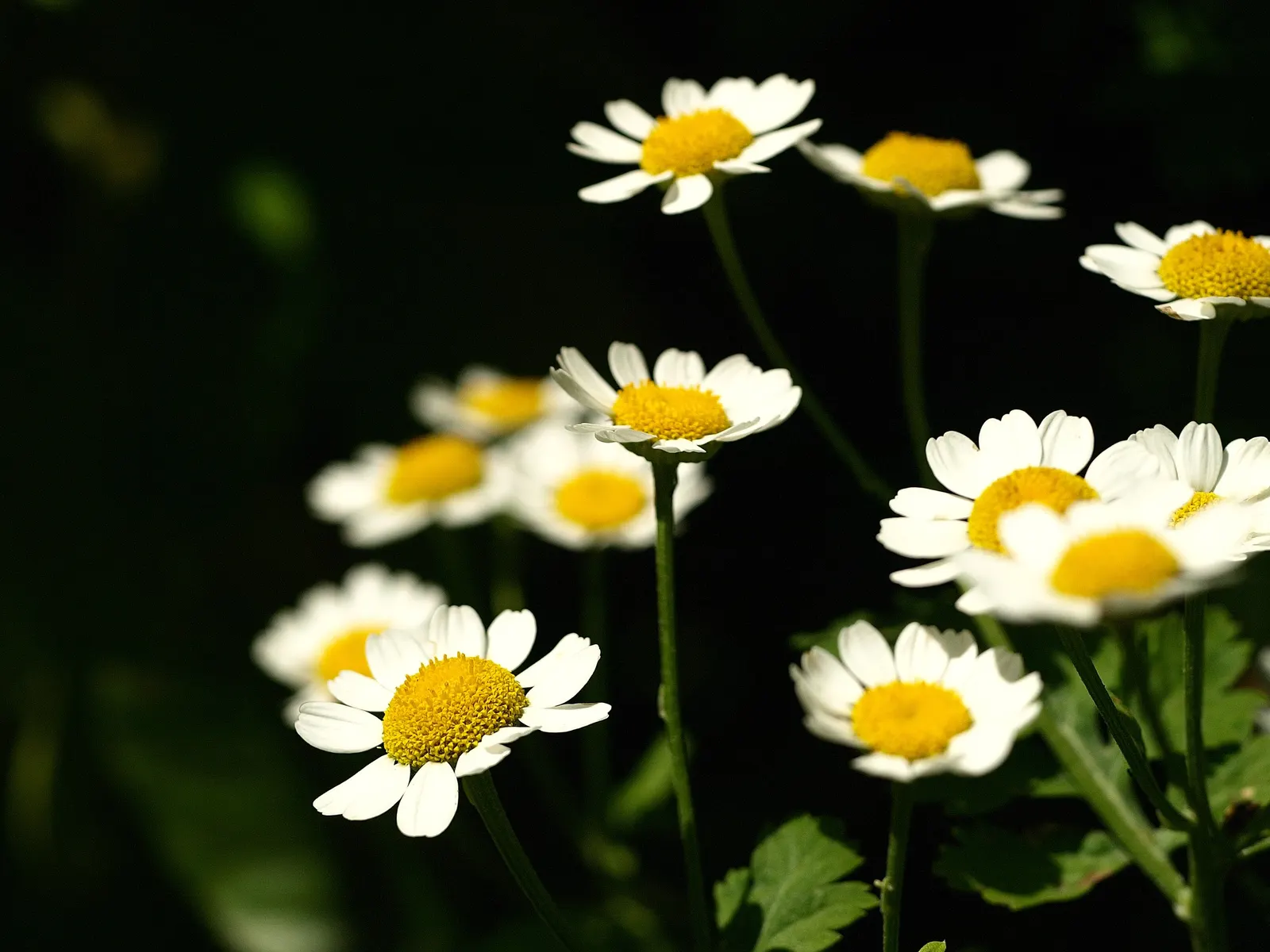 Feverfew (Tanacetum Parthenium) — Tanacetum parthenium is drought-tolerant and thrives in well-drained soil