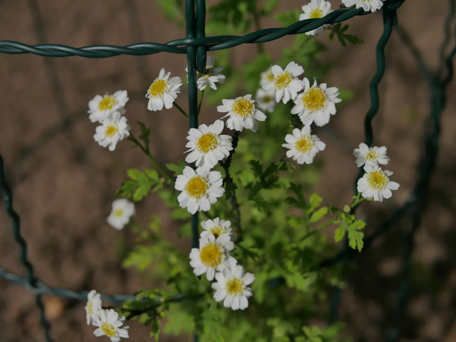 Feverfew (Tanacetum Parthenium) — scientifically known as Tanacetum parthenium; often used to mitigate headaches, image 75