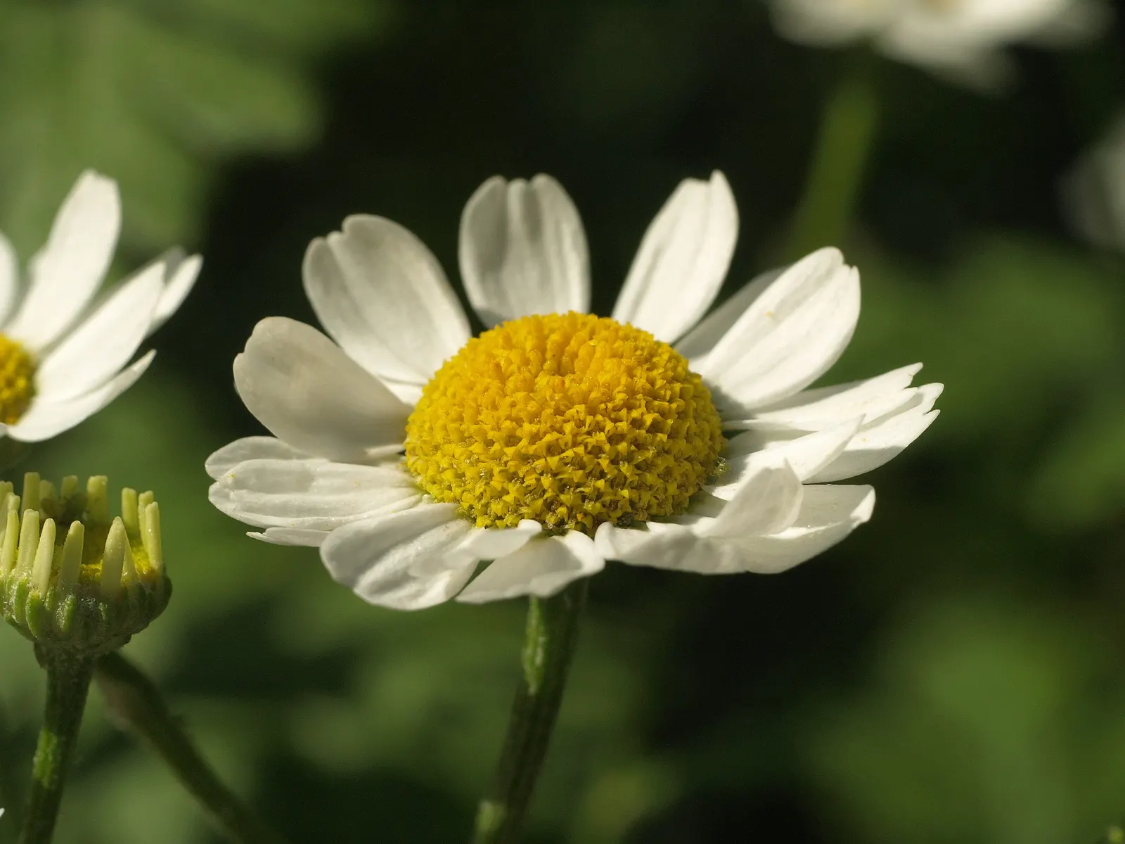 Feverfew (Tanacetum Parthenium) — Feverfew offers enduring charm; but it also holds traditional use in herbal medicine