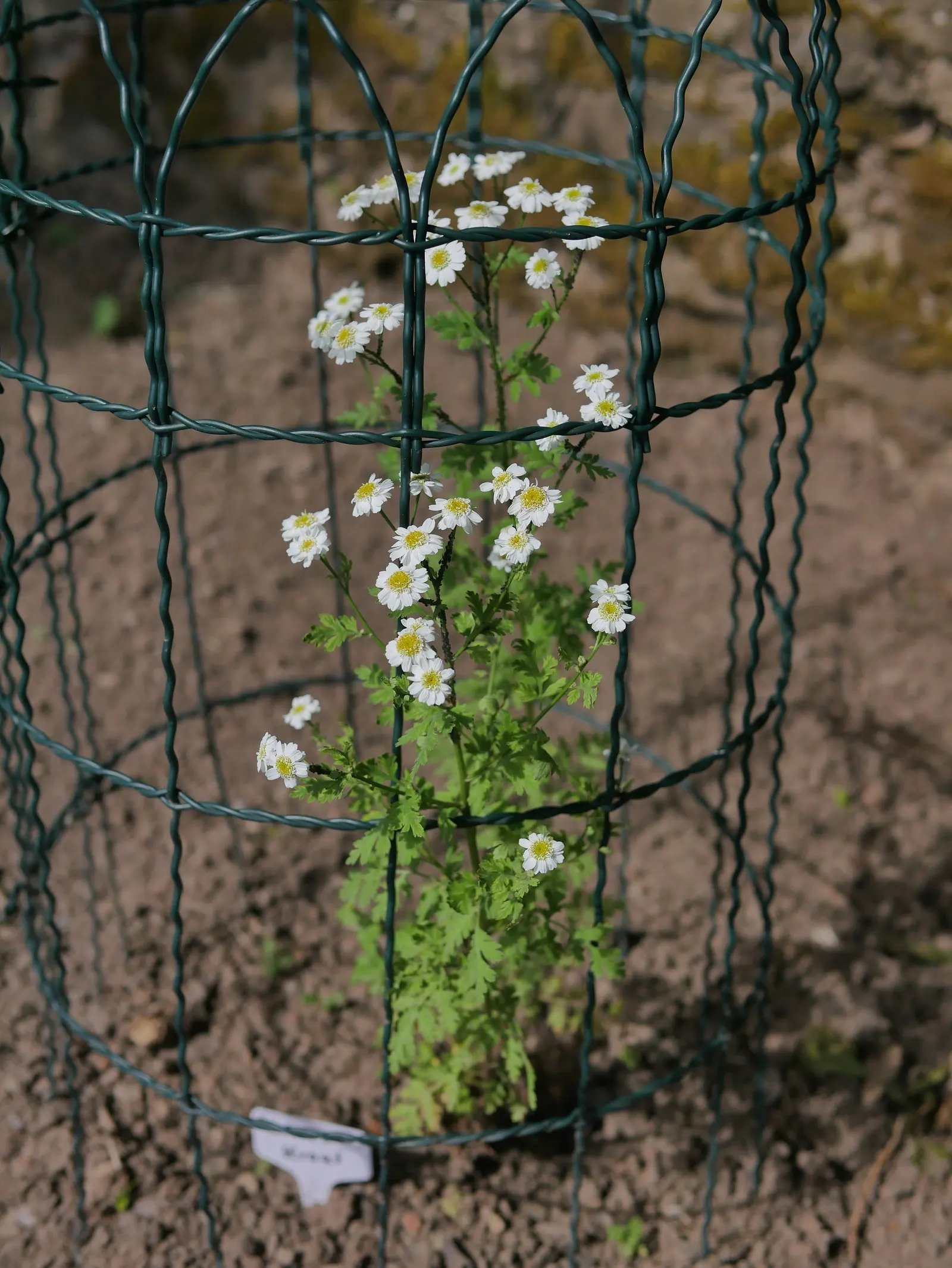 Feverfew (Tanacetum Parthenium) — white flowers in the garden; scientifically known as Tanacetum parthenium, image 67