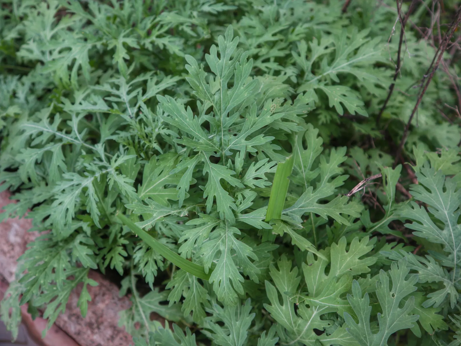 Feverfew (Tanacetum Parthenium) — is a herbaceous perennial plant that adds both aesthetic and medicinal value to garden landscapes; herb / perennial for full