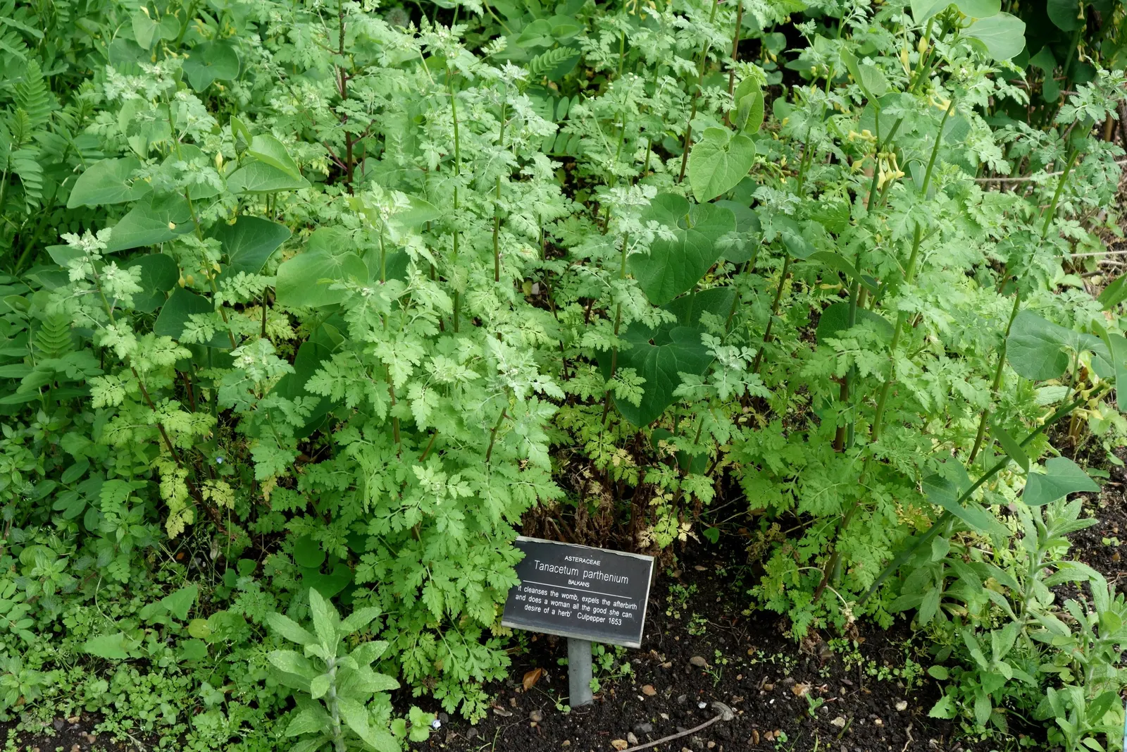 Feverfew (Tanacetum Parthenium) — green leaves that are divided into small segments, image 35