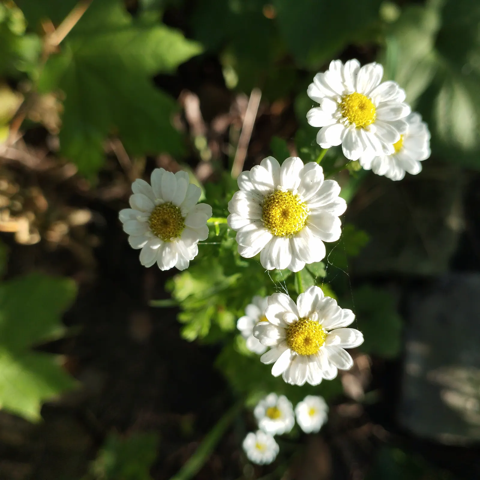 Feverfew (Tanacetum Parthenium) — The plant boasts daisy-like flowers with white petals surrounding a yellow disk; white flowers in the garden