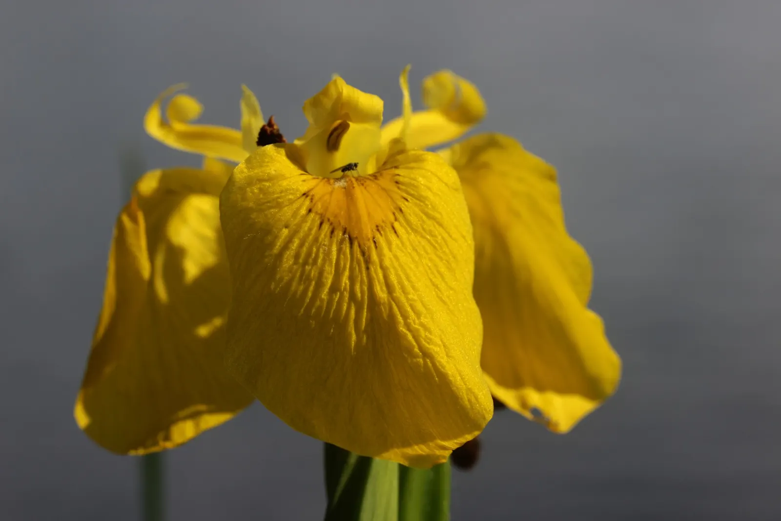 Yellow Flag Iris (Iris Pseudacorus) — making it not only a visual asset but also a contributor to environmental health; the Yellow Flag Iris (Iris, image 72