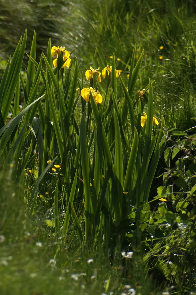 Yellow Flag Iris (Iris Pseudacorus) — spanning 3 to 4 inches across, image 113