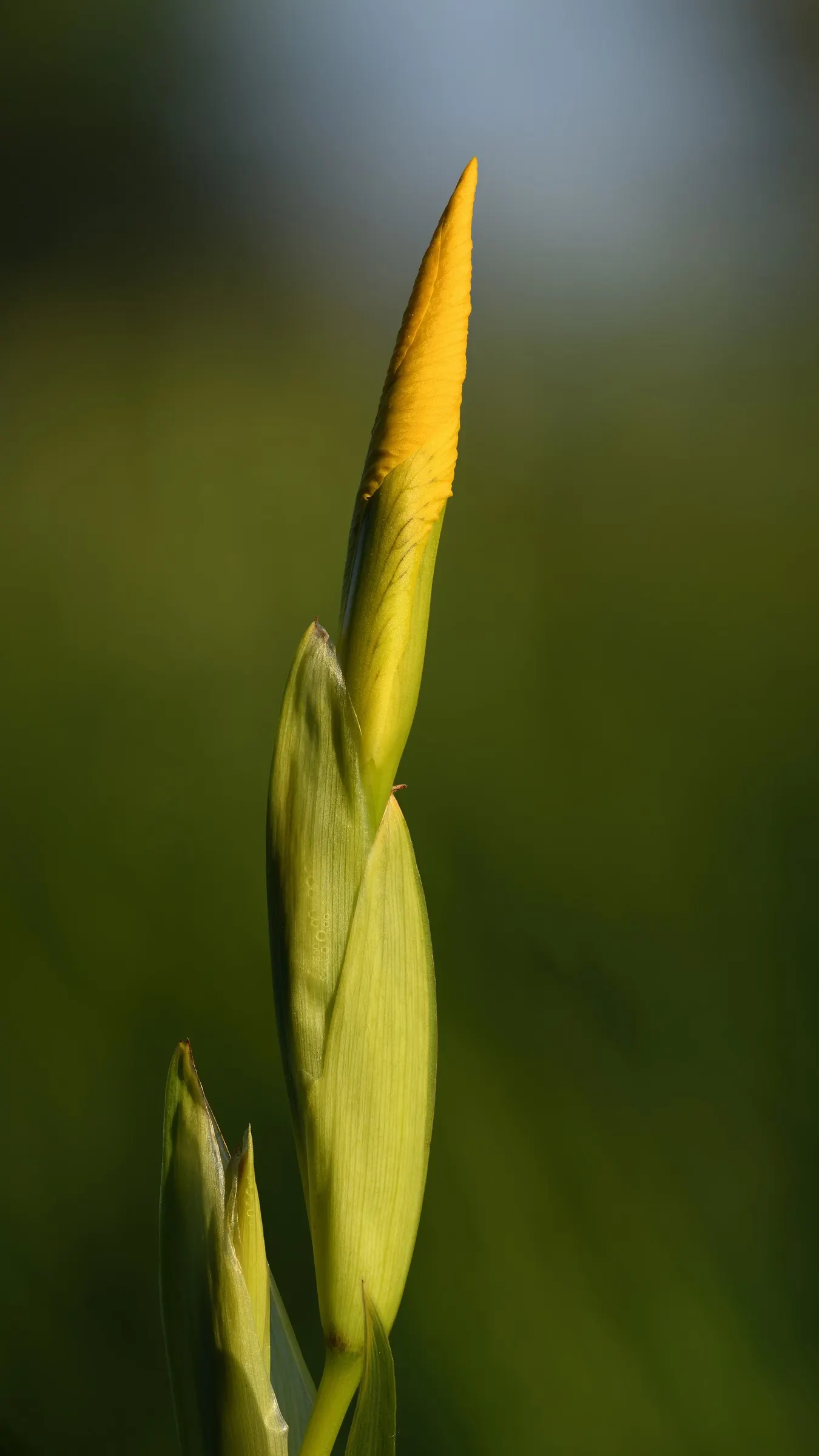 Yellow Flag Iris (Iris Pseudacorus) — sword-like foliage that can reach a height of approximately 3 to 4 feet; with individual leaves about 1 to, image 134