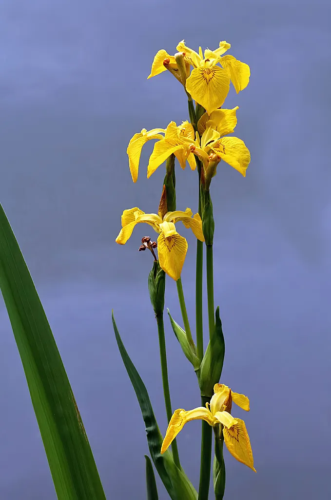 Yellow Flag Iris (Iris Pseudacorus) — During its blooming season from May to July; perennial with yellow blooms