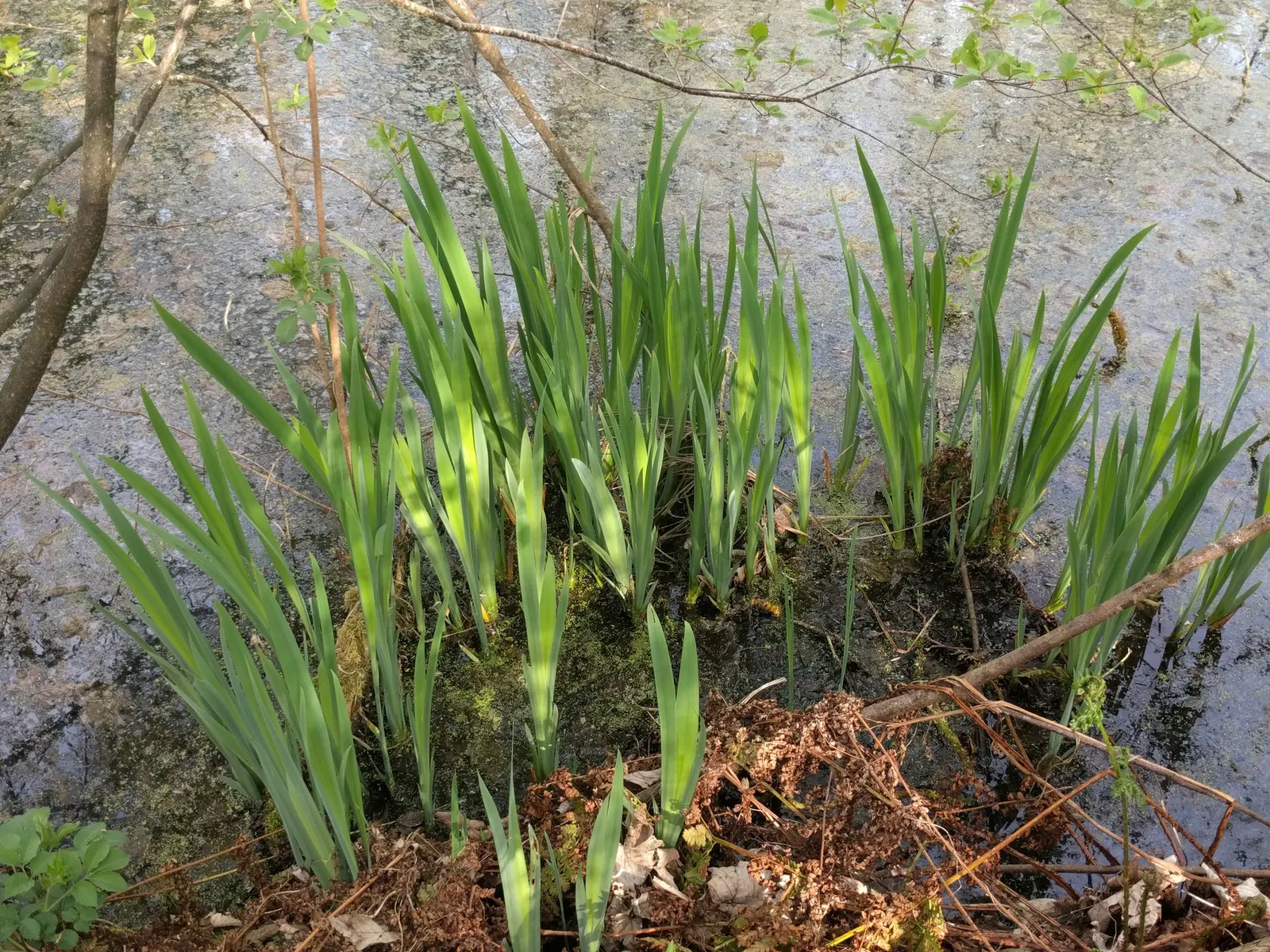 Yellow Flag Iris (Iris Pseudacorus) — sword-like foliage that can reach a height of approximately 3 to 4 feet; with individual leaves about 1 to, image 59