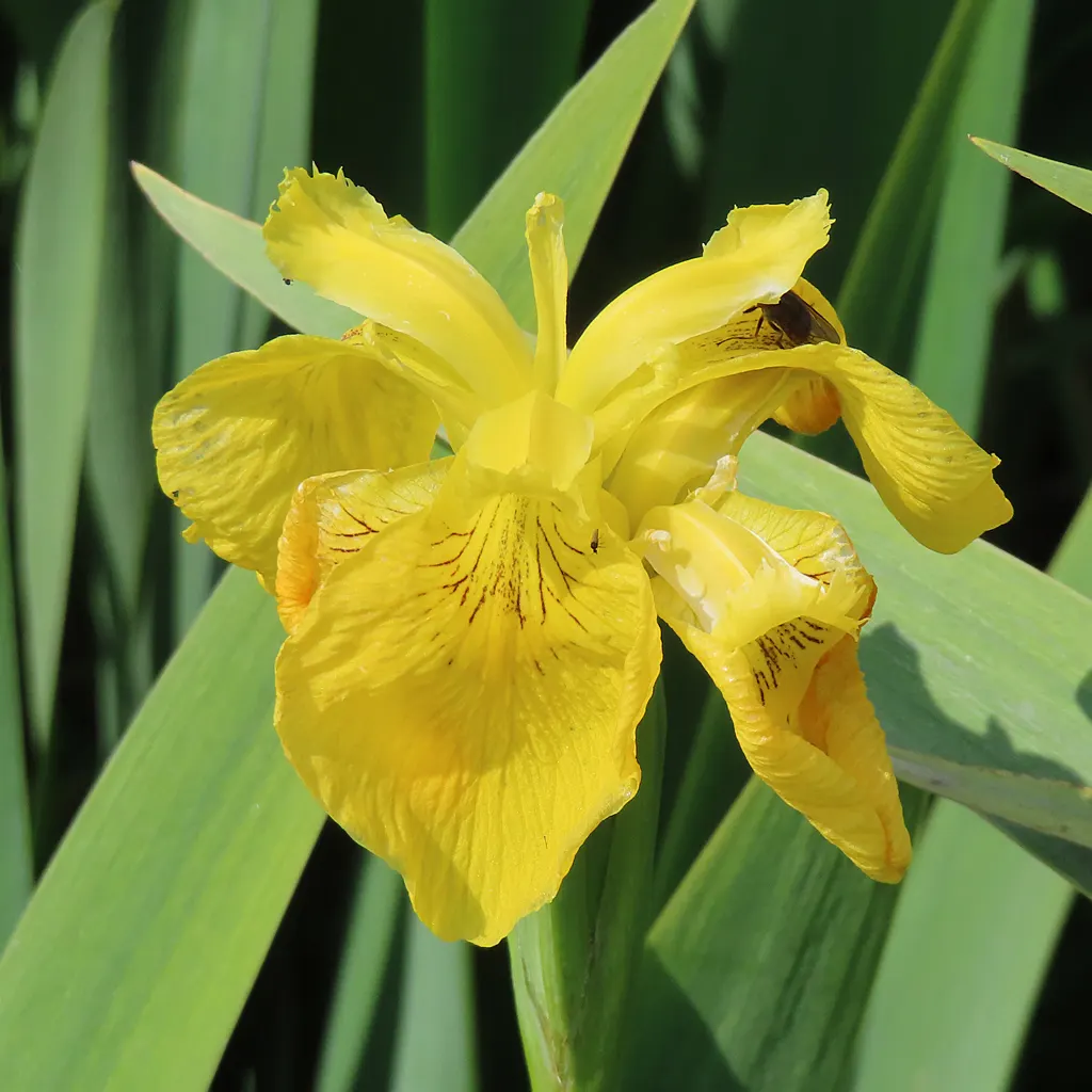 Yellow Flag Iris (Iris Pseudacorus) — or "standards," that taper elegantly to a point.<br><br>Adapted to wet conditions; sword-like foliage that, image 91