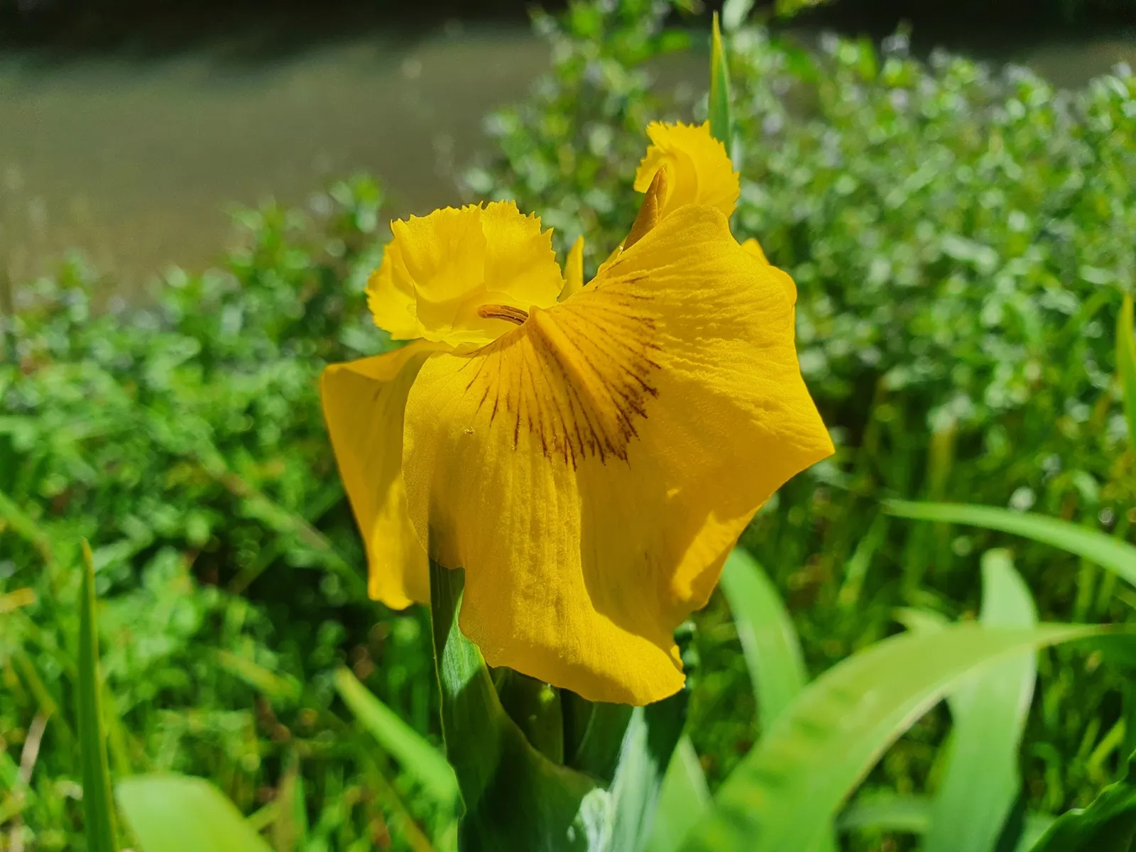 Yellow Flag Iris (Iris Pseudacorus) — and some states have regulations concerning its cultivation.<br><br>Ecologically; despite its preference for, image 71