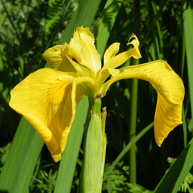 Yellow Flag Iris (Iris Pseudacorus) — Care should be taken as it can be invasive in certain regions