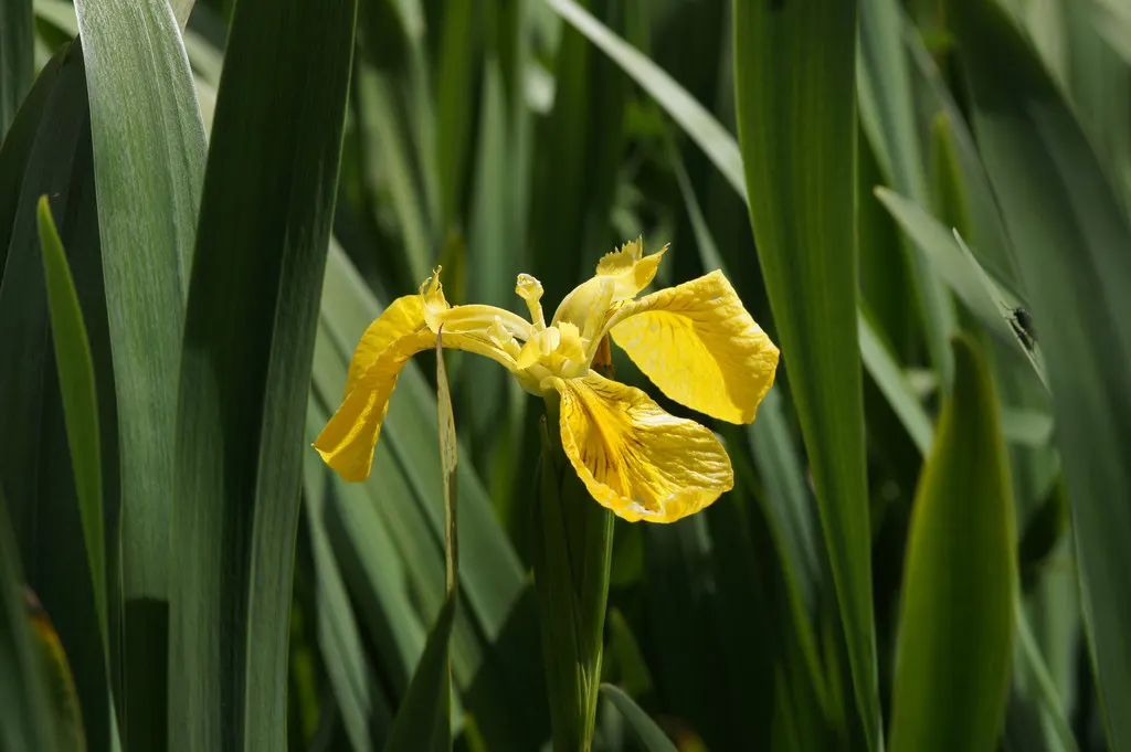 Yellow Flag Iris (Iris Pseudacorus) — Despite its preference for full sun, it can tolerate partial shade, where it may produce fewer flowers; caution: Invasive