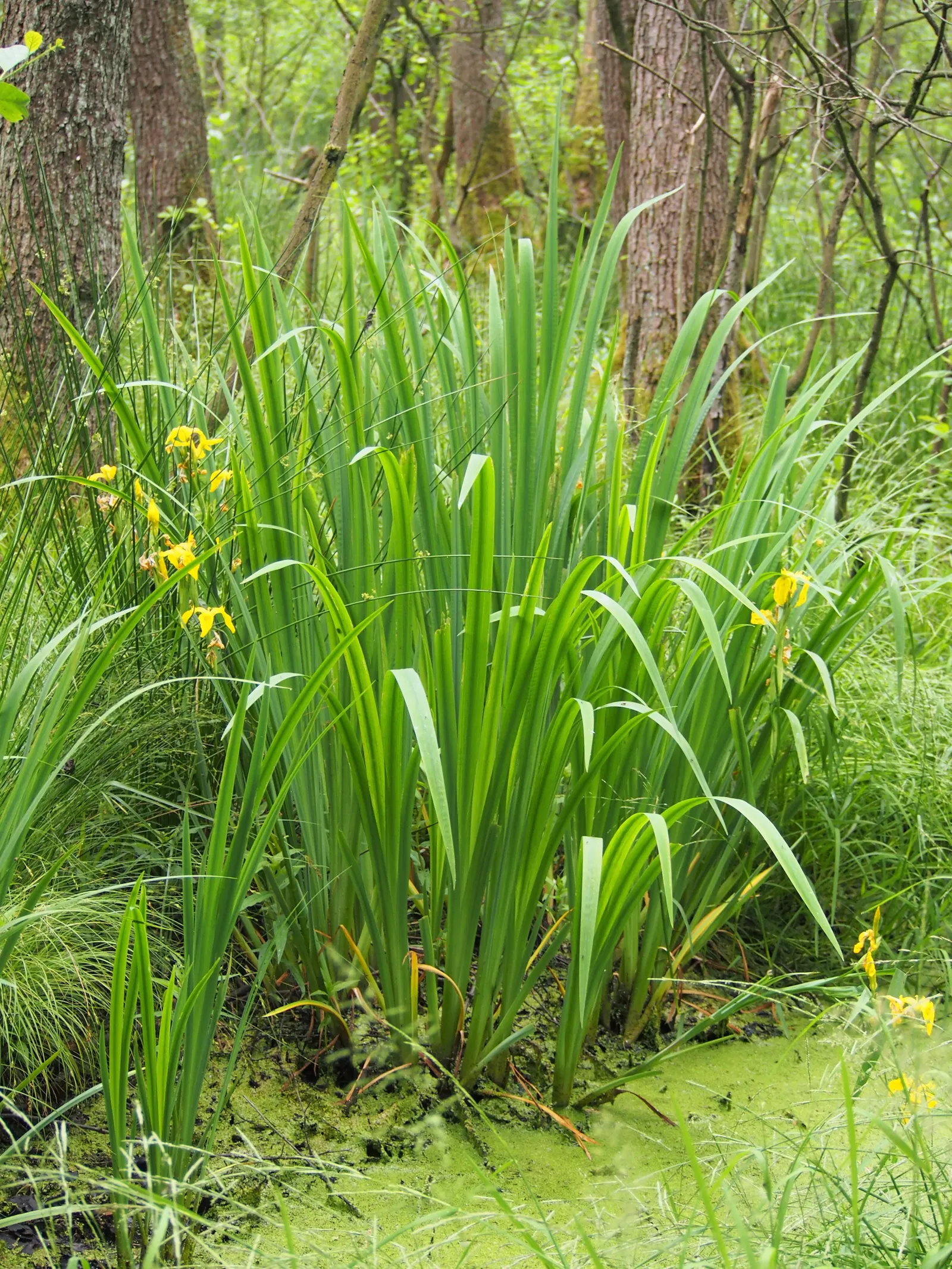 Yellow Flag Iris (Iris Pseudacorus) — Prefers full sun to part shade in wet, marshy conditions; perennial for full or half, image 104