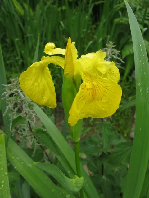Yellow Flag Iris (Iris Pseudacorus) — showy flowers that boast a brilliant yellow hue; adds visual interest and naturalizes readily, image 87