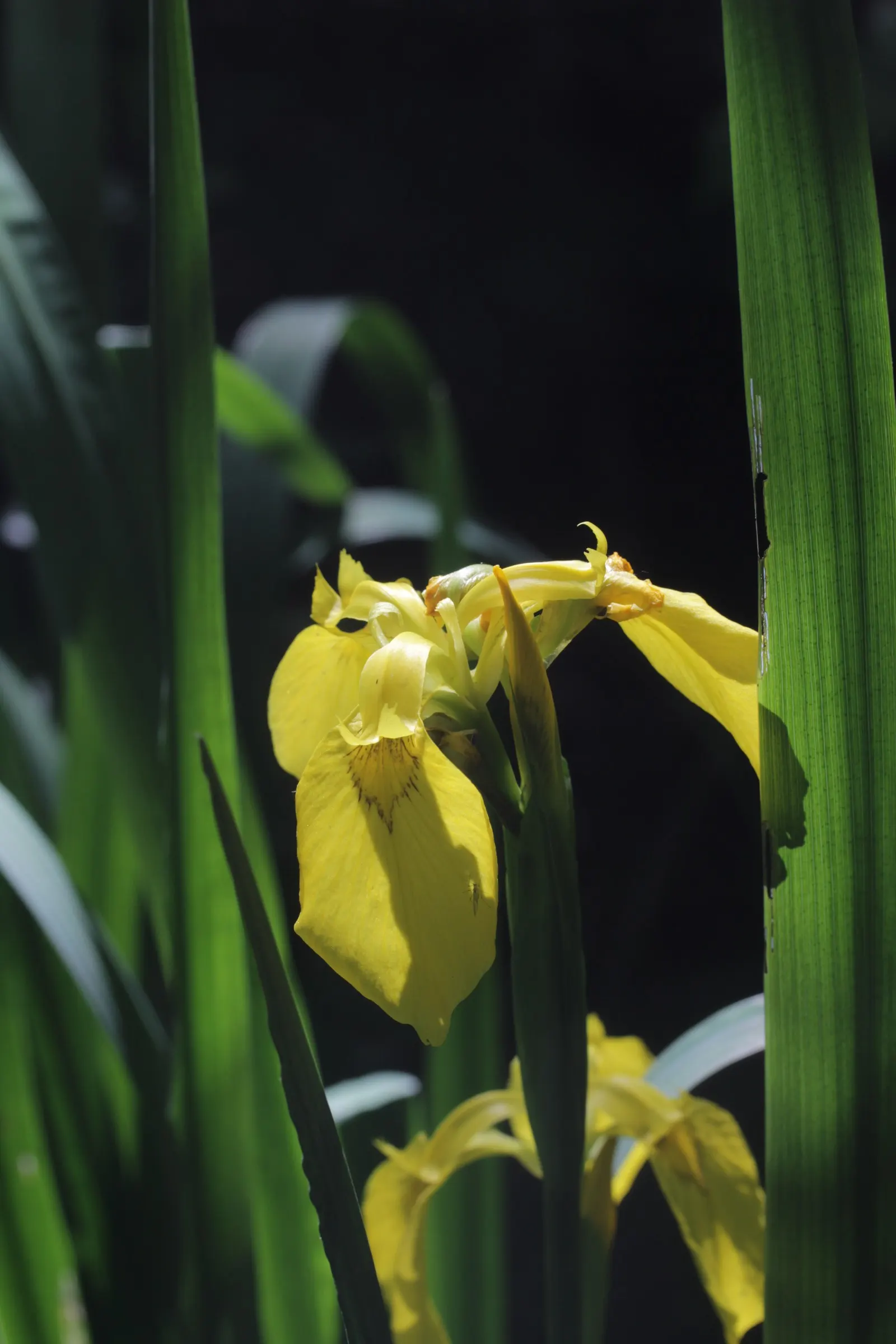 Yellow Flag Iris (Iris Pseudacorus) — withstanding water depths of up to 4 inches over the crown; yellow flowers in the garden, image 68