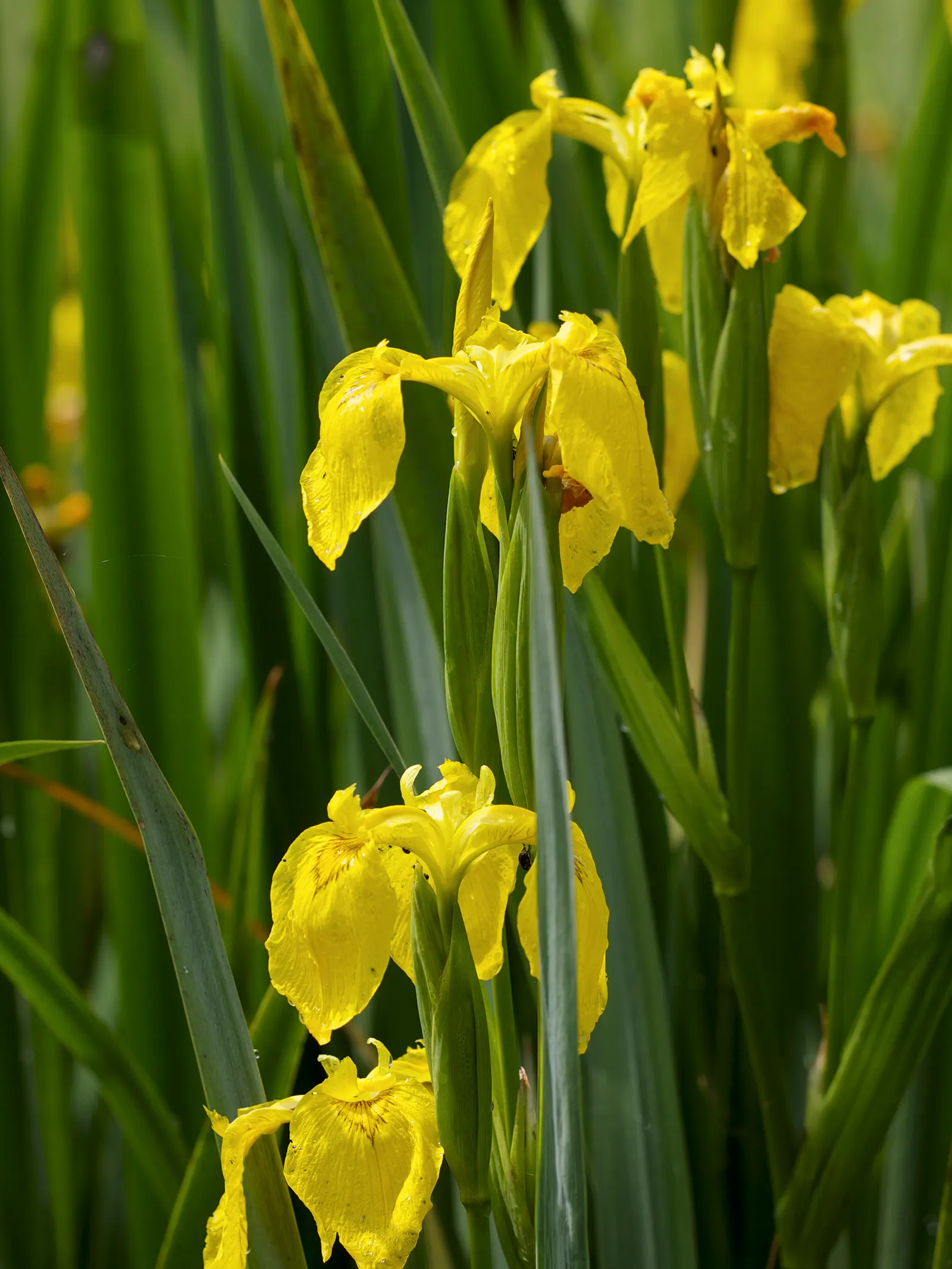 Yellow Flag Iris (Iris Pseudacorus) — making it not only a visual asset but also a contributor to environmental health; the Yellow Flag Iris (Iris pseudacorus)