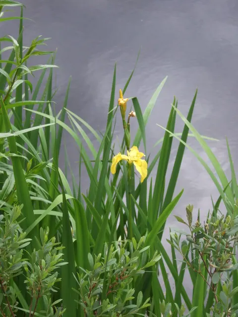 Yellow Flag Iris (Iris Pseudacorus) — Adds visual interest and naturalizes readily; proudly displays three drooping sepals or "falls," adorned with, image 106