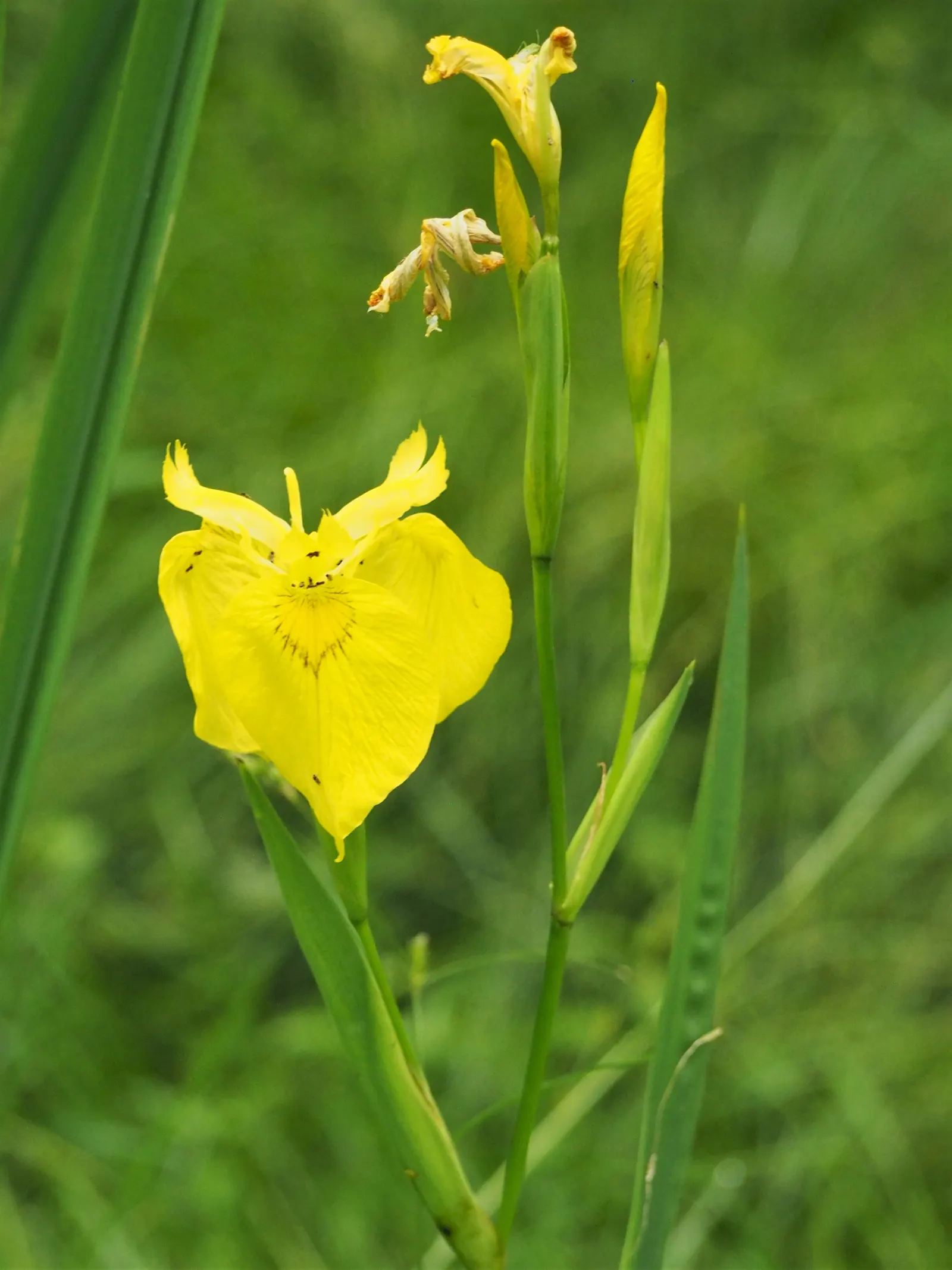 Yellow Flag Iris (Iris Pseudacorus) — Despite its preference for full sun, it can tolerate partial shade, where it may produce fewer flowers, image 69