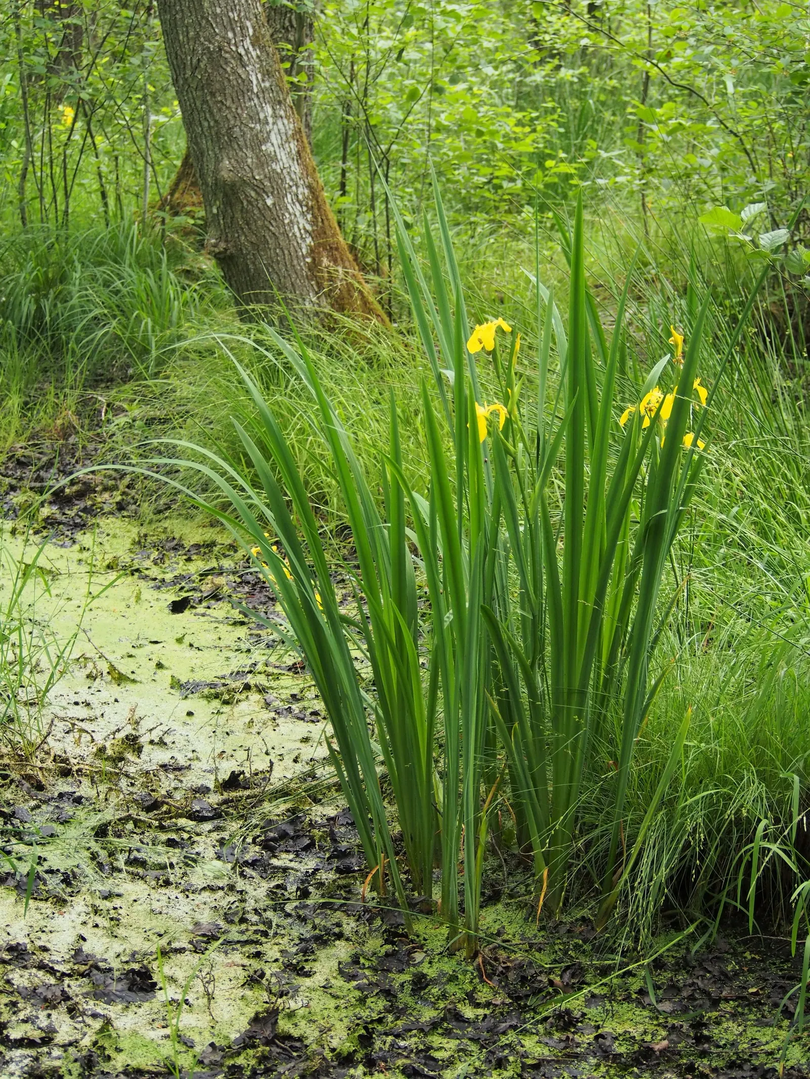 Yellow Flag Iris (Iris Pseudacorus) — yellow flowers in the garden; this robust plant is known for its striking, image 98