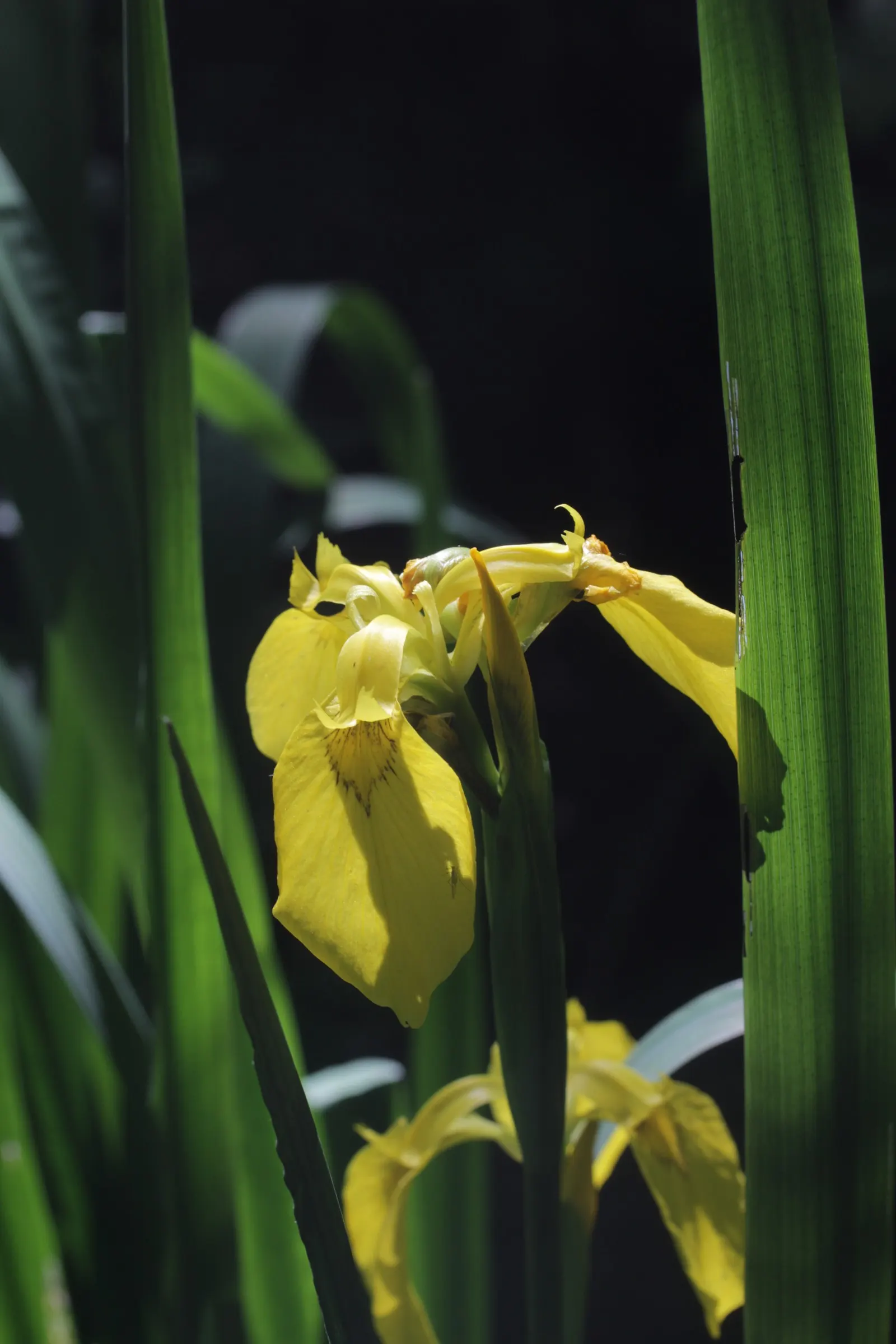 Yellow Flag Iris (Iris Pseudacorus) — perennial for full or half; making it not only a visual asset but also a contributor to environmental health, image 75