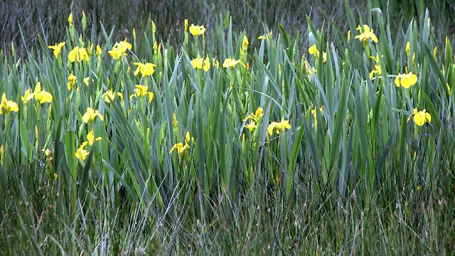 Yellow Flag Iris (Iris Pseudacorus) — proudly displays three drooping sepals or "falls," adorned with a striking brown or purple veining
