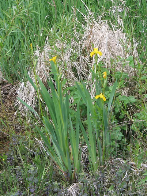 Yellow Flag Iris (Iris Pseudacorus) — Adds visual interest and naturalizes readily; proudly displays three drooping sepals or "falls," adorned with a striking