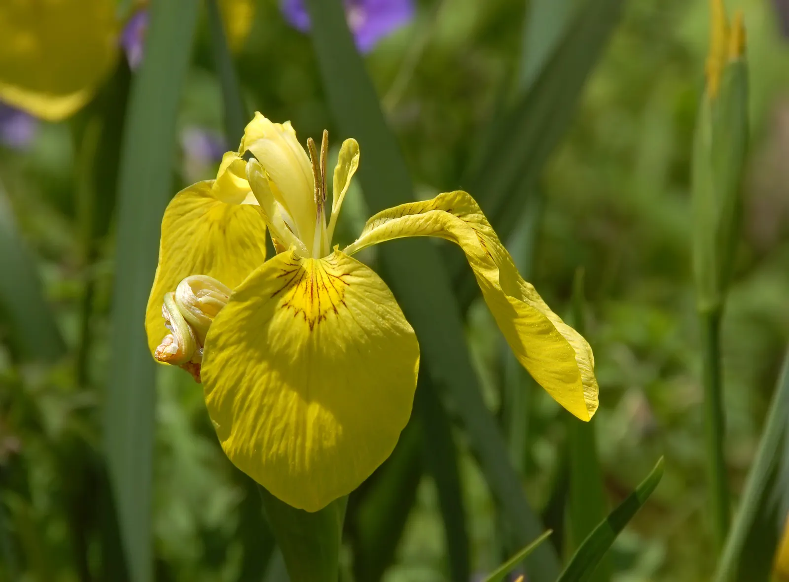 Yellow Flag Iris (Iris Pseudacorus) — sword-like foliage that can reach a height of approximately 3 to 4 feet; with individual leaves about 1 to 1.5 inches wide