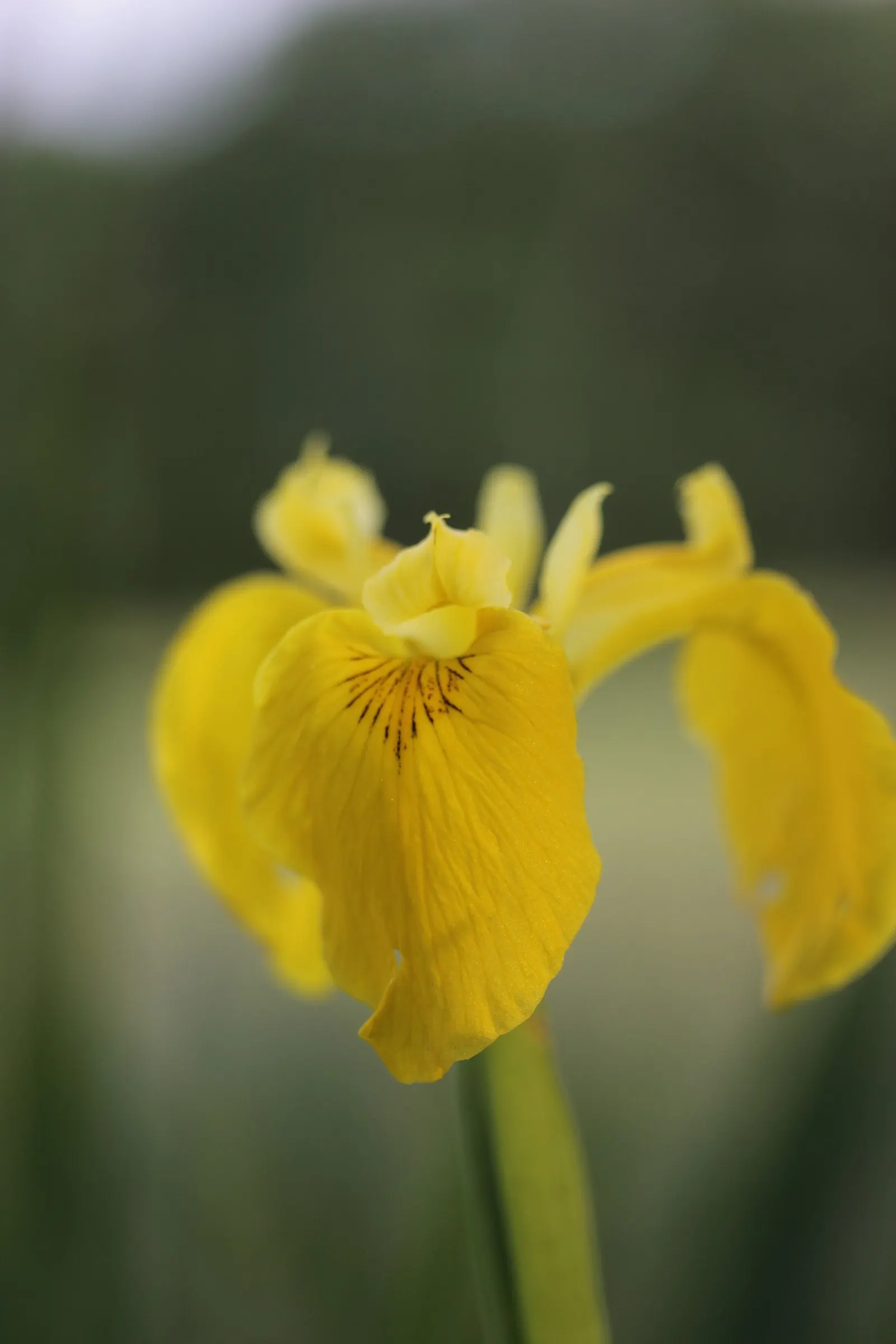 Yellow Flag Iris (Iris Pseudacorus) — The Yellow Flag Iris (Iris pseudacorus) is a captivating perennial
