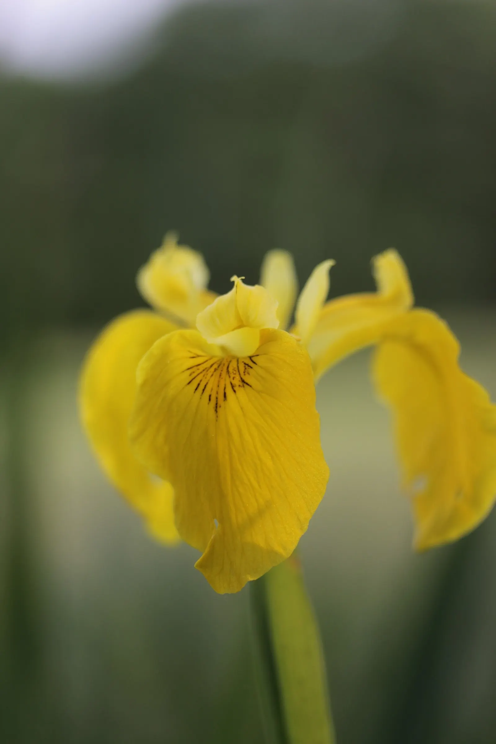Yellow Flag Iris (Iris Pseudacorus) — and some states have regulations concerning its cultivation.<br><br>Ecologically