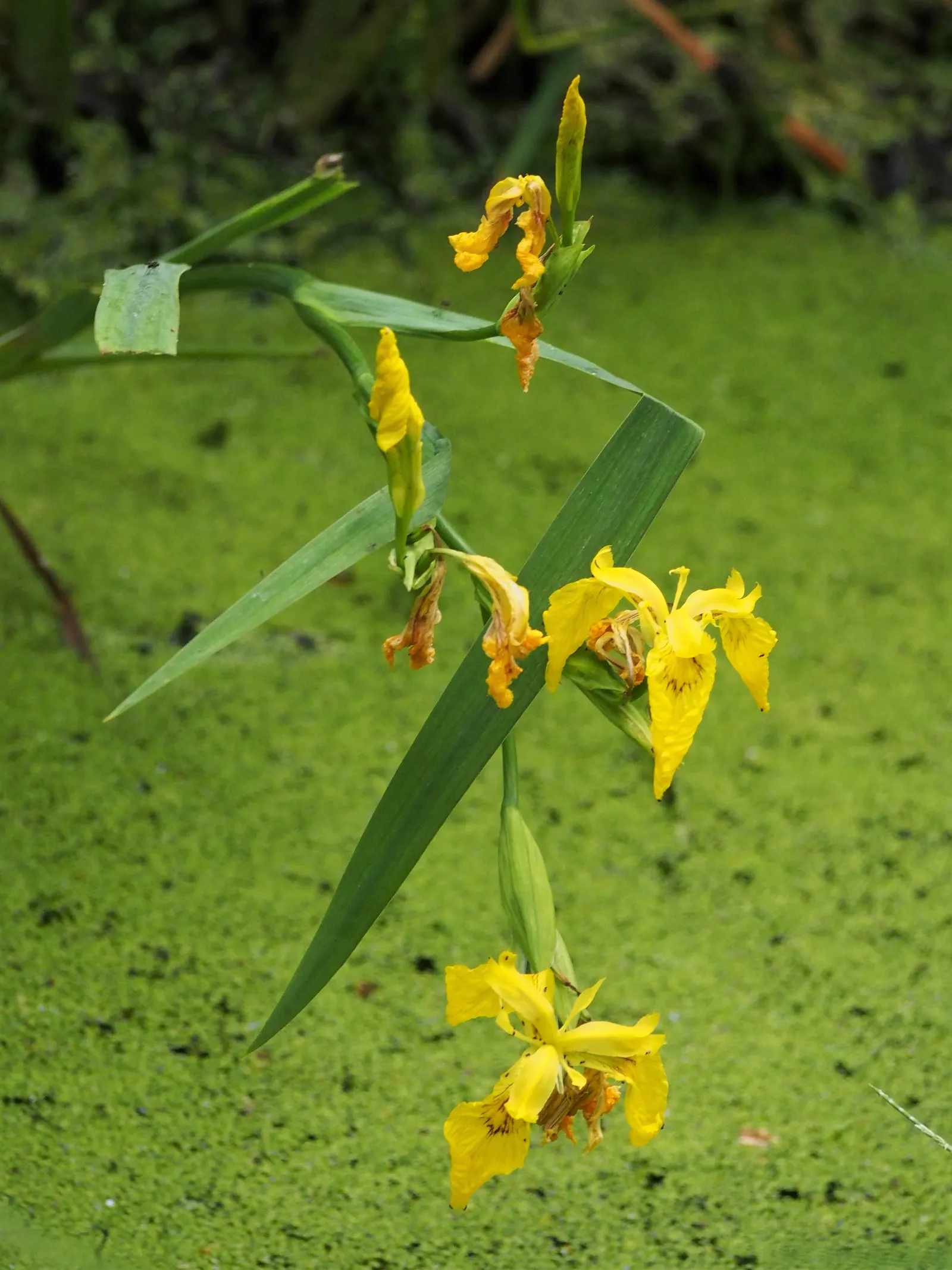 Yellow Flag Iris (Iris Pseudacorus) — perennial with yellow blooms; contrasted by three upright petals, image 99