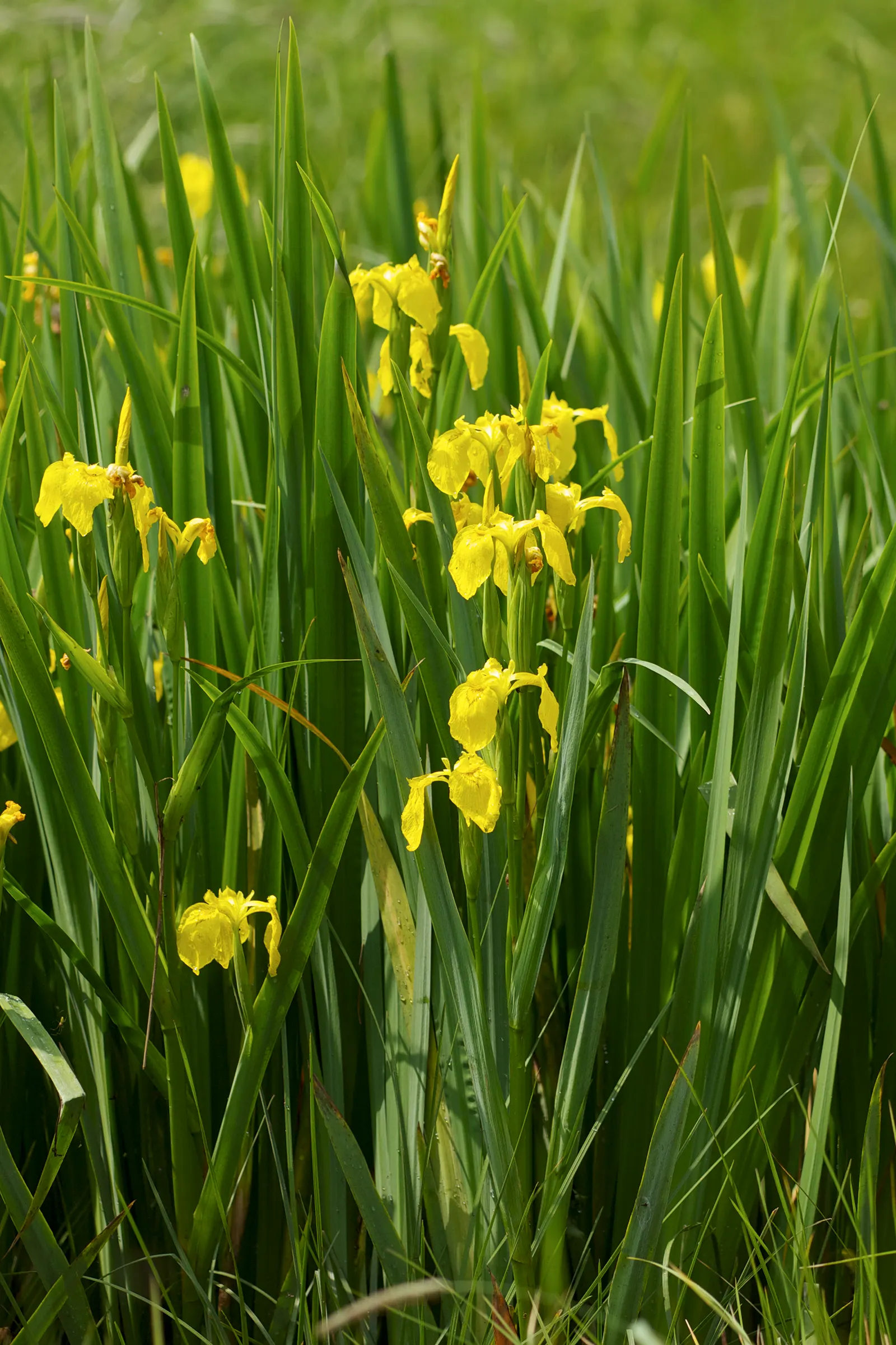 Yellow Flag Iris (Iris Pseudacorus) — ideal for water features with its vibrant yellow blooms and sword-like green foliage; during its blooming season from May