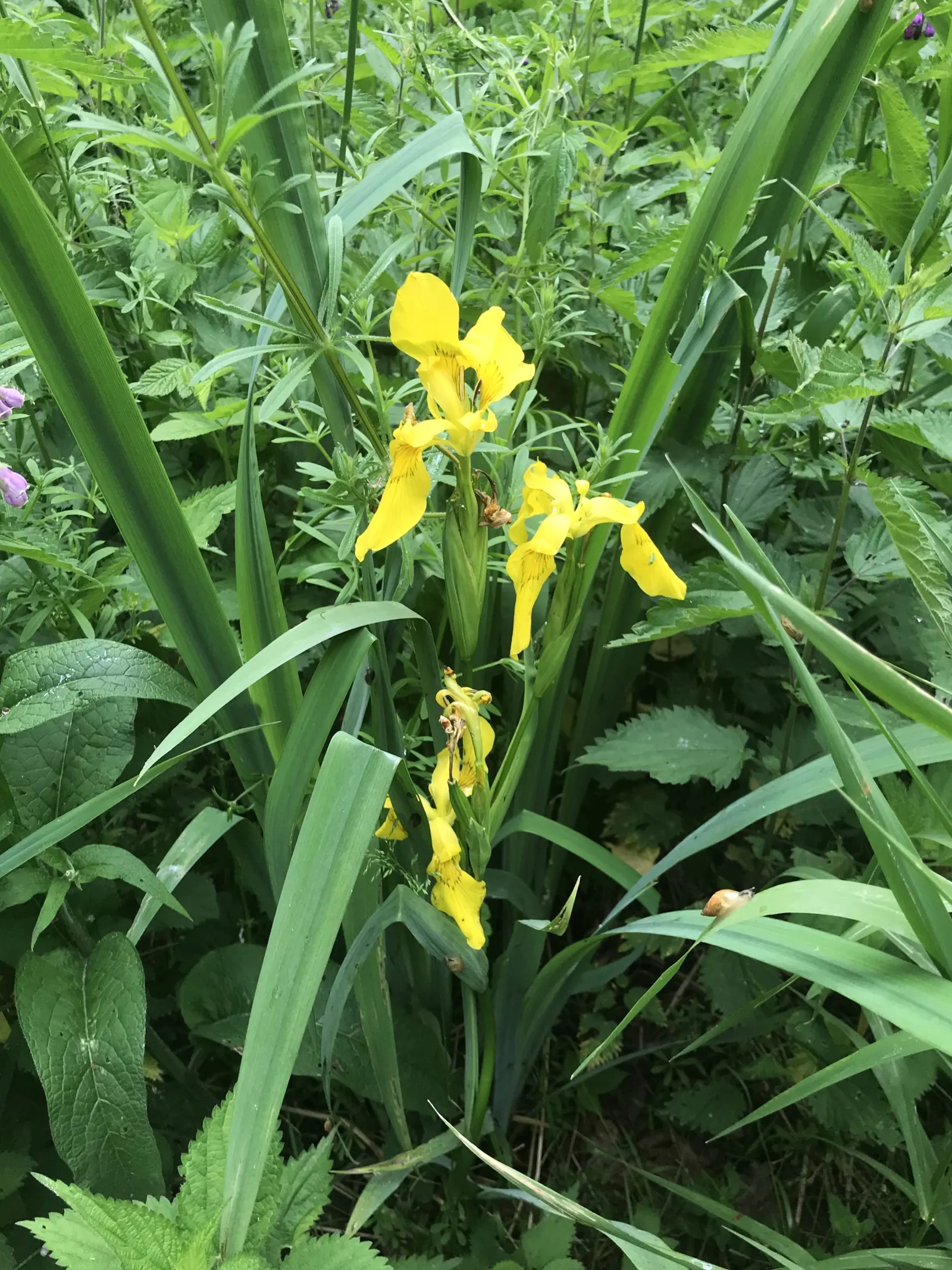 Yellow Flag Iris (Iris Pseudacorus) — sword-like foliage that can reach a height of approximately 3 to 4 feet; with individual leaves about 1 to, image 84