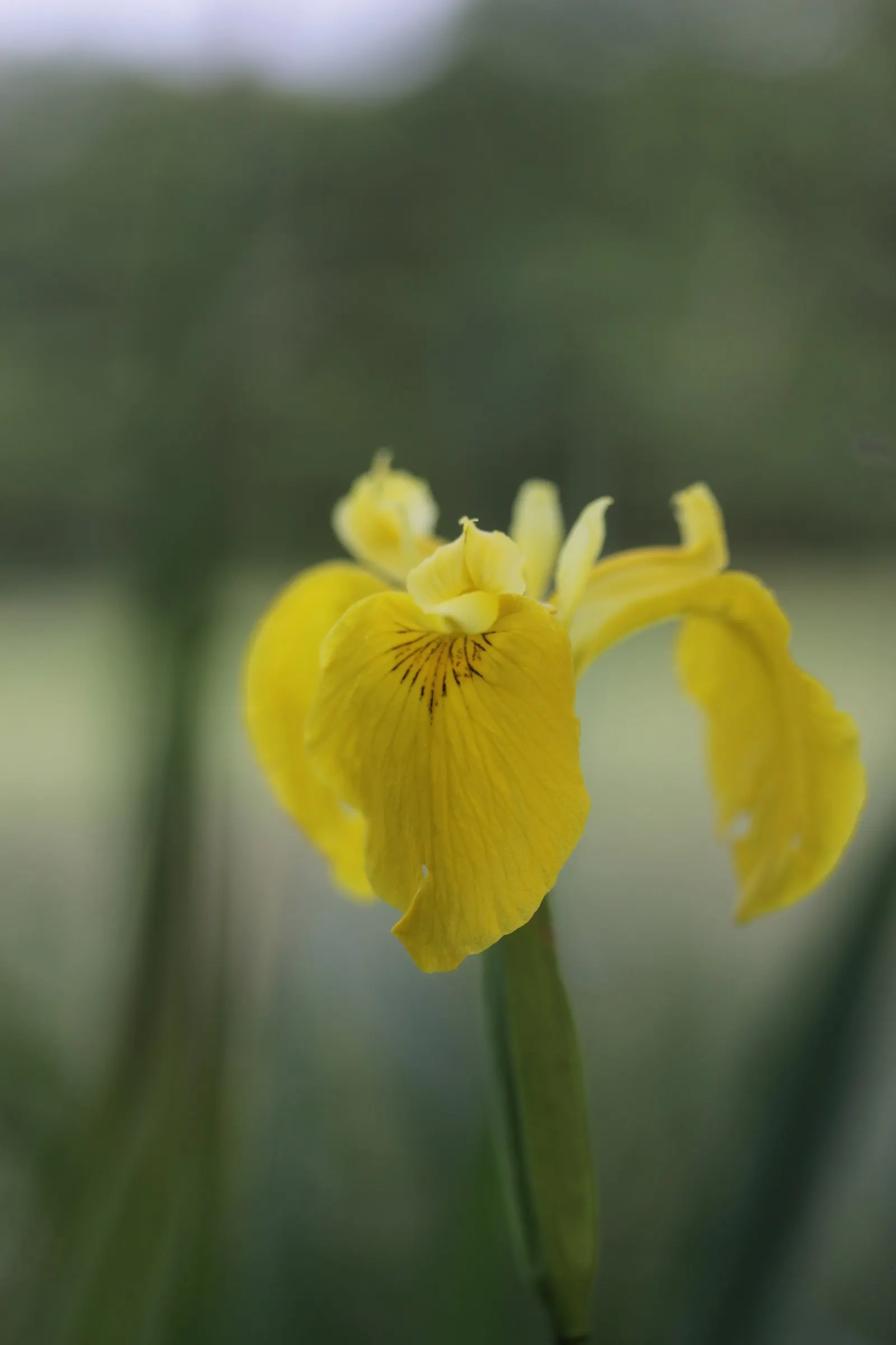 Yellow Flag Iris (Iris Pseudacorus) — contrasted by three upright petals; ideal for water features with its vibrant yellow blooms and sword-like, image 65