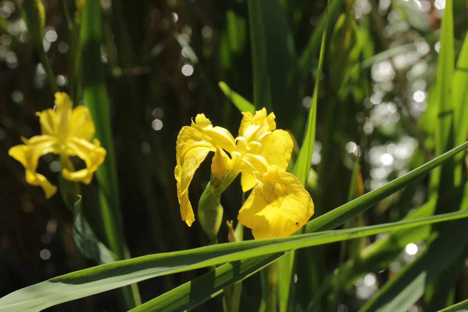 Yellow Flag Iris (Iris Pseudacorus) — Care should be taken as it can be invasive in certain regions; showy flowers that boast a brilliant yellow hue, image 95