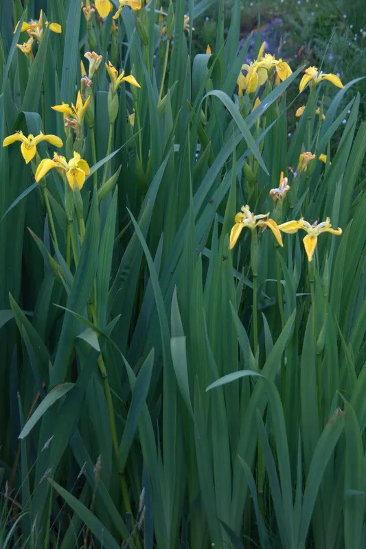 Yellow Flag Iris (Iris Pseudacorus) — contrasted by three upright petals