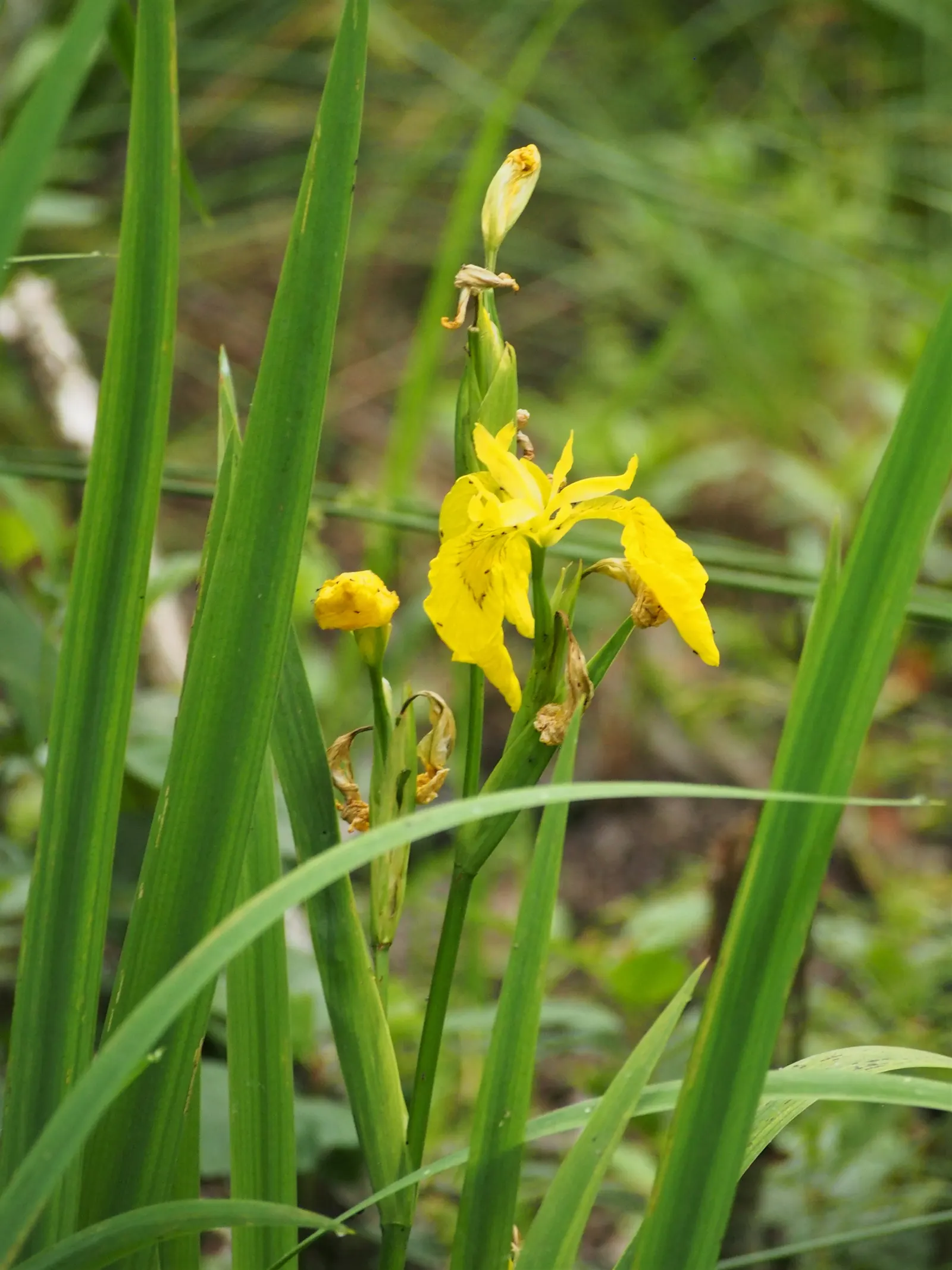 Yellow Flag Iris (Iris Pseudacorus) — The Yellow Flag Iris (Iris pseudacorus) is a captivating perennial; prefers full sun to part shade in wet, image 76