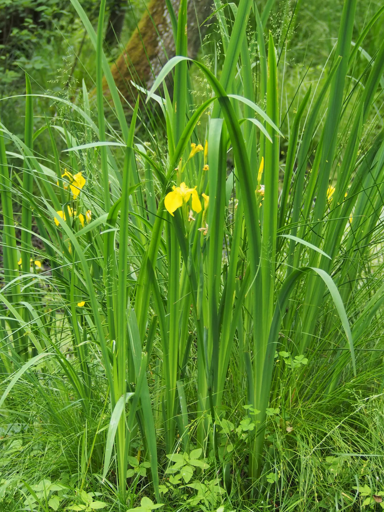 Yellow Flag Iris (Iris Pseudacorus) — yellow flowers in the garden; this robust plant is known for its striking, image 123