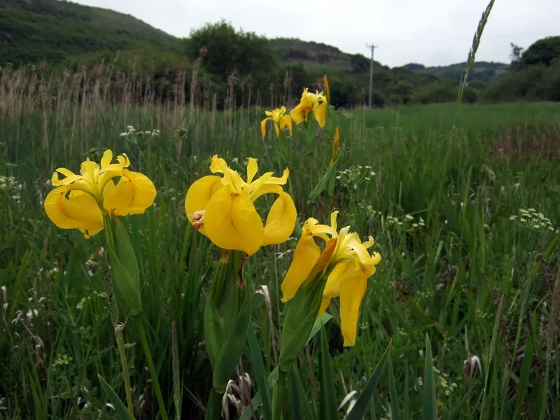 Yellow Flag Iris (Iris Pseudacorus) — withstanding water depths of up to 4 inches over the crown; yellow flowers in the garden