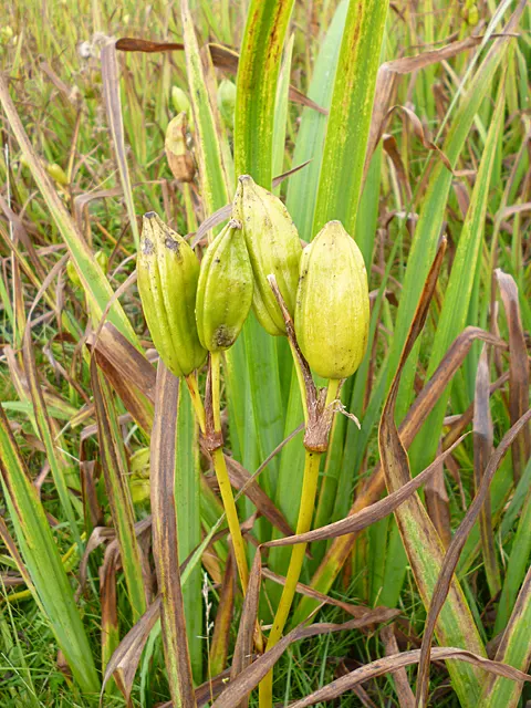 Yellow Flag Iris (Iris Pseudacorus) — During its blooming season from May to July; perennial with yellow blooms, image 111